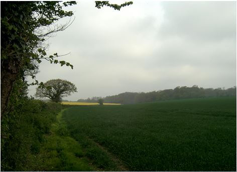 Binsted has important hedgerow wildlife corridors which would be destroyed by Arundel Bypass Option B